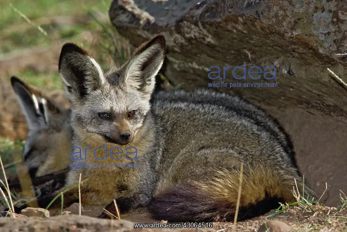 : Bat-eared Fox, Otocyon megalotis, Masai : Bat-eared Fox, Otocyon megalotis, Masai