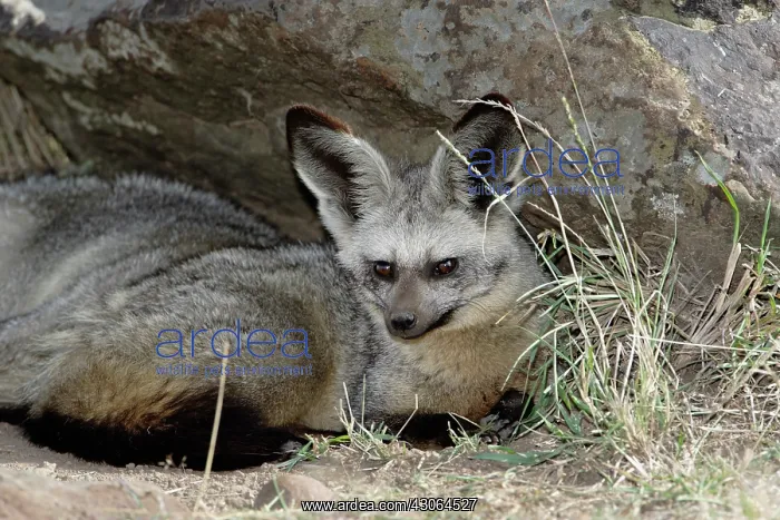 : Bat-eared Fox, Otocyon megalotis, Masai : Bat-eared Fox, Otocyon megalotis, Masai