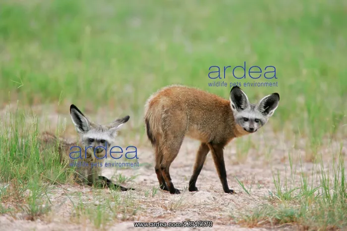 : Bat-eared Fox, pair : Bat-eared Fox, pair