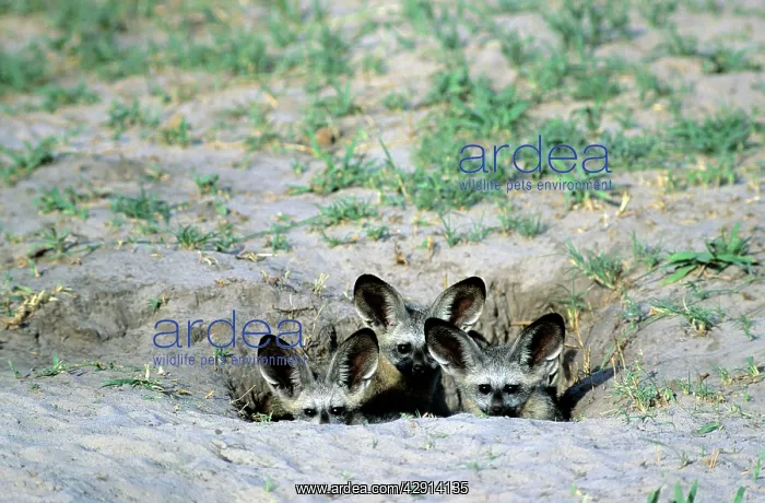 : Bat-eared Fox - puppies : Bat-eared Fox - puppies