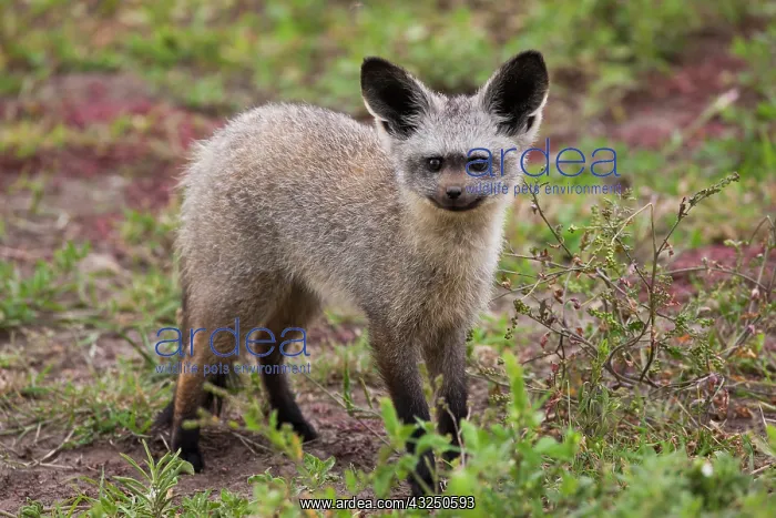 : Bat-eared fox, Serengeti National Park : Bat-eared fox, Serengeti National Park