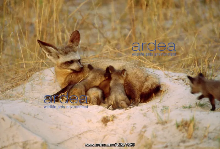 : Bat-eared Fox - Suckles her cubs at dusk : Bat-eared Fox - Suckles her cubs at dusk