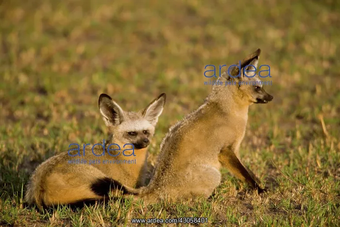 : Two Bat-eared Foxes (Otocyon megalotis) : Two Bat-eared Foxes (Otocyon megalotis)