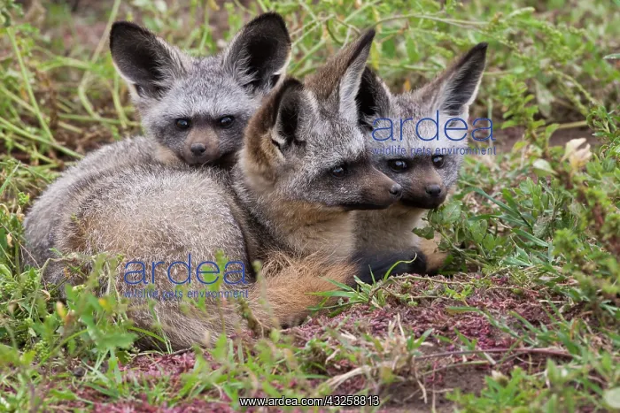 : Bat-eared foxes, Serengeti National Park : Bat-eared foxes, Serengeti National Park