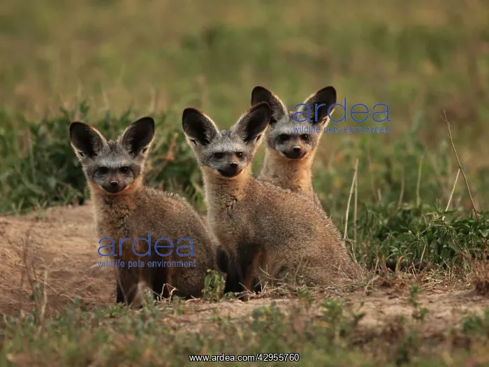 : Bat eared Foxes - young : Bat eared Foxes - young
