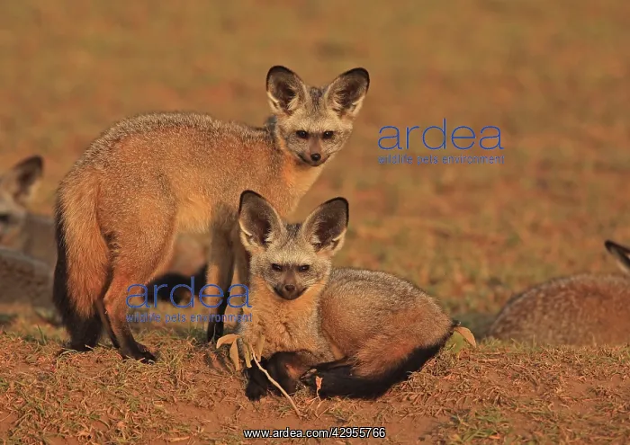 : Bat eared Foxes - young : Bat eared Foxes - young
