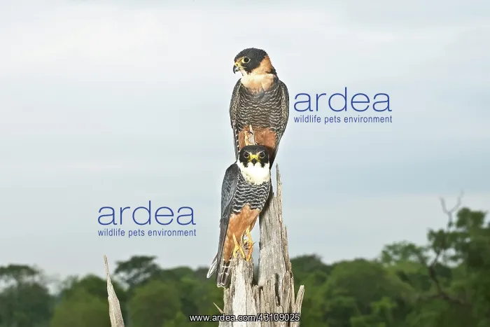 : Bat Falcon adults on broken tree : Bat Falcon adults on broken tree