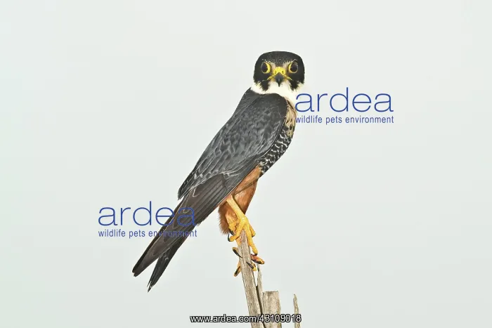 : Bat Falcon (Falco rufigularis) : Bat Falcon (Falco rufigularis)