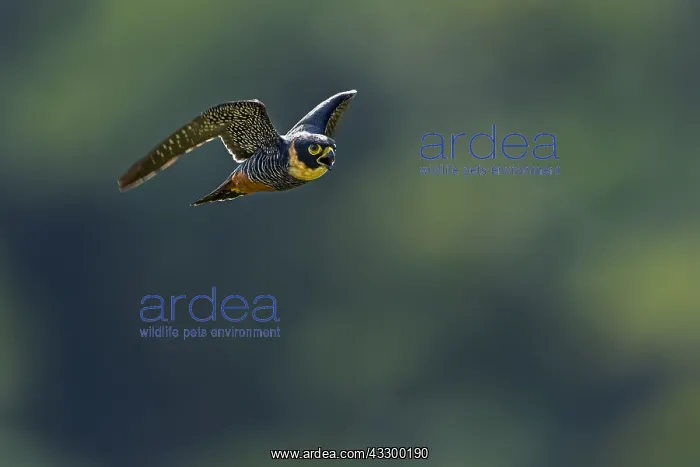 : Bat Falcon (Falco rufigularis) flying, Rio Claro : Bat Falcon (Falco rufigularis) flying, Rio Claro