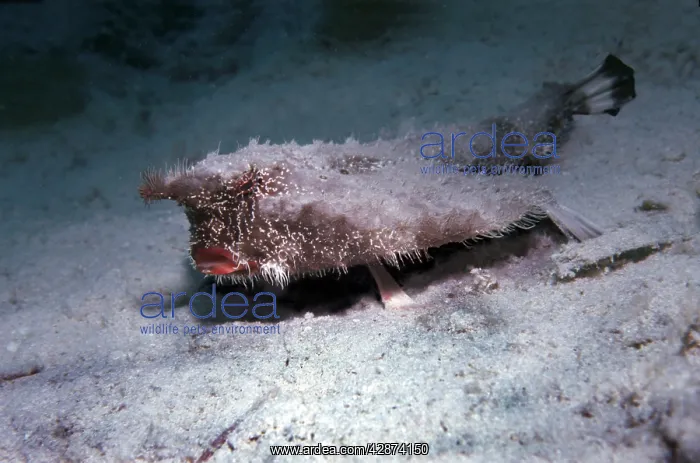 : Bat fish (Common name Bat fish). St John, Caribbean : Bat fish (Common name Bat fish). St John, Caribbean
