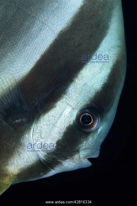: Bat fish portrait, Platax teira, Walindi, West New Britain : Bat fish portrait, Platax teira, Walindi, West New Britain