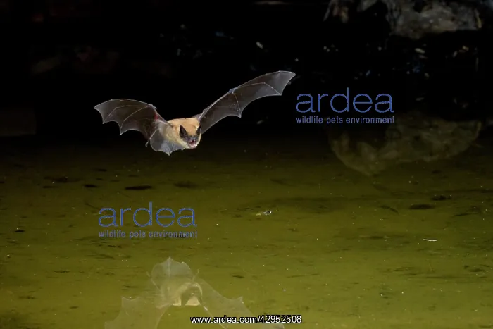 : Bat - in flight hunting insects over farm pond : Bat - in flight hunting insects over farm pond