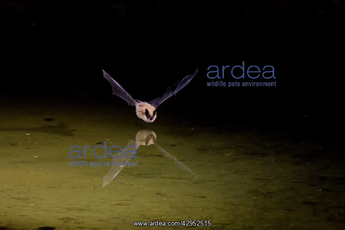 : Bat - in flight hunting insects over farm pond in Apri : Bat - in flight hunting insects over farm pond in Apri