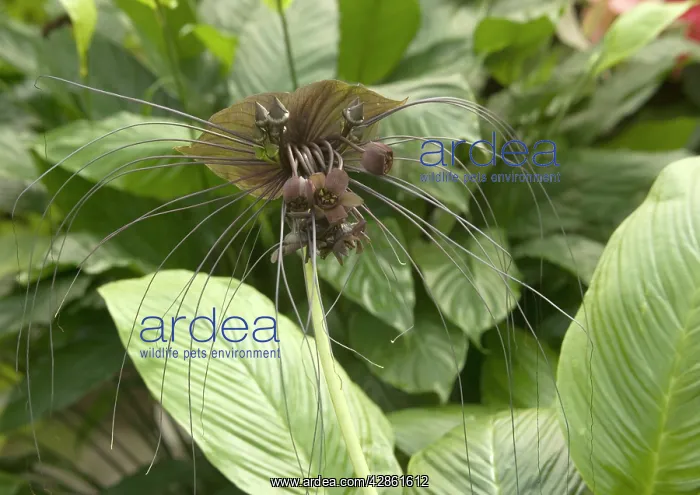 : Bat Flower / Tiger Whisker : Bat Flower / Tiger Whisker