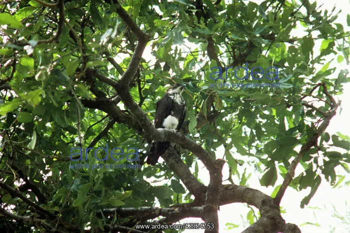 : Bat Hawk - immature in a tree : Bat Hawk - immature in a tree