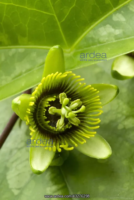 : Bat leaved passion flower (Passiflora coriacea) : Bat leaved passion flower (Passiflora coriacea)