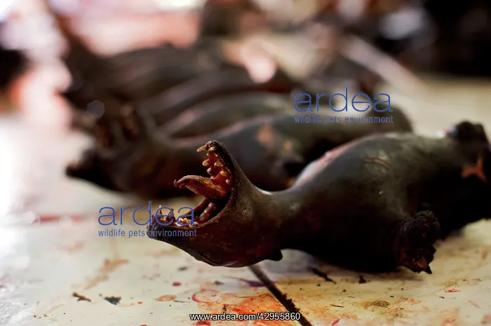 : Bat meat - Tomohon market : Bat meat - Tomohon market