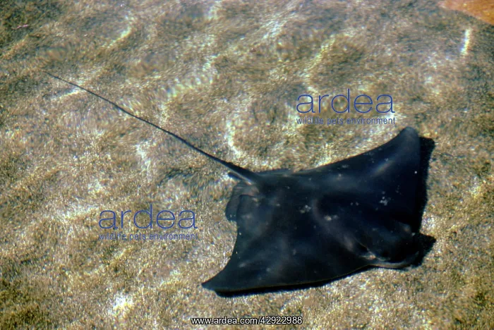  : BAT RAY (Myliobatis californicus)