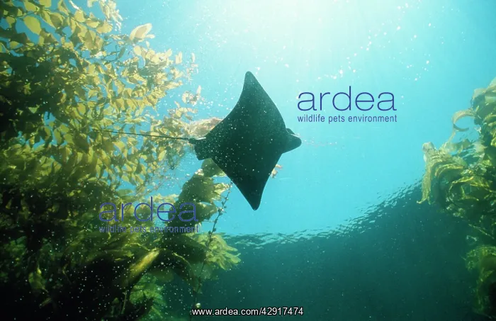  : Bat Ray - in kelp