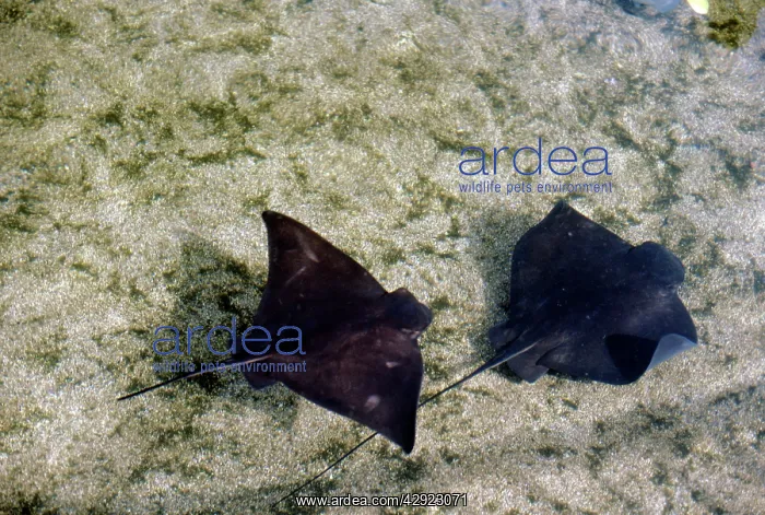  : BAT RAYS (Myliobatis californicus)
