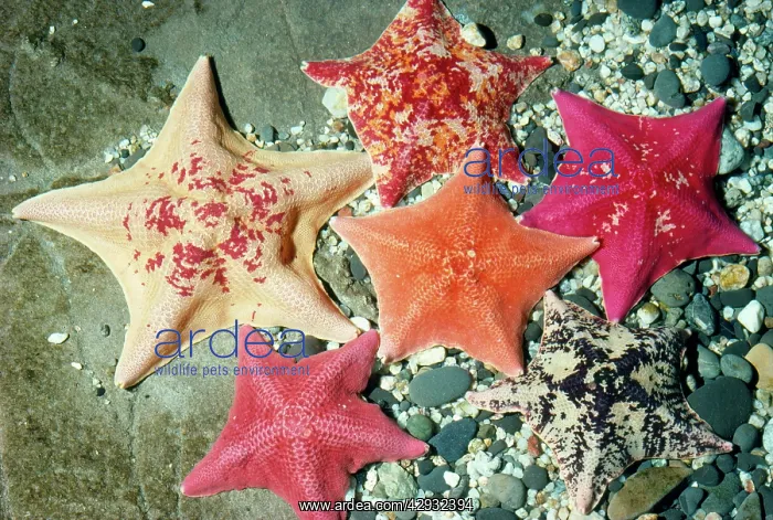 : Bat Sea Star - group : Bat Sea Star - group