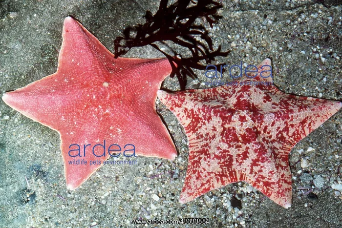  : BAT STARS