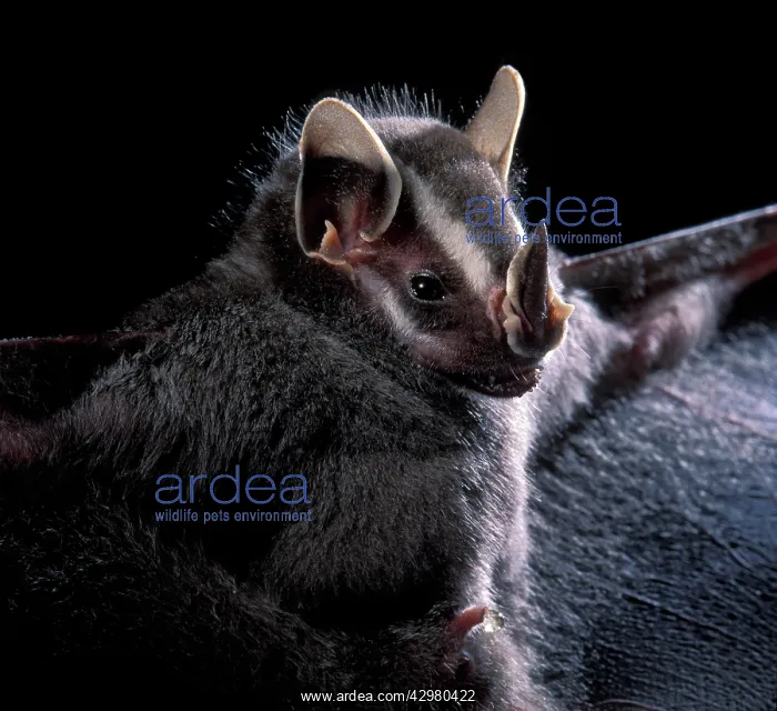  : Bat (Vampirops helleri). Guyana