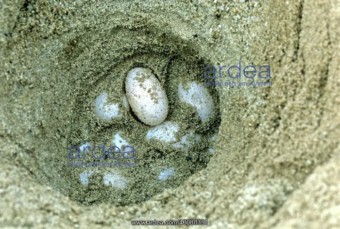 : Batagur Eggs : Batagur Eggs