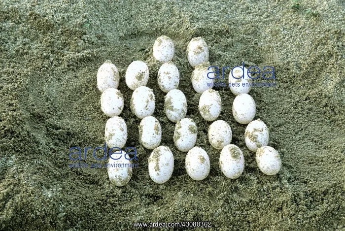 : Batagur Eggs : Batagur Eggs