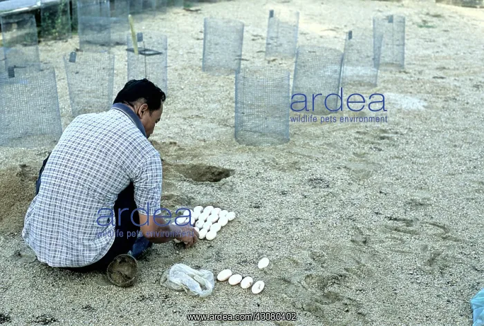 : Batagur Hatchery : Batagur Hatchery