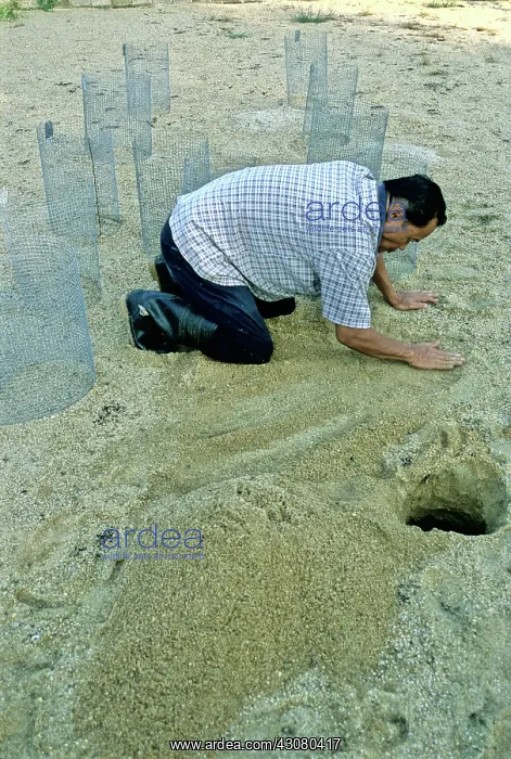 : Batagur Hatchery : Batagur Hatchery