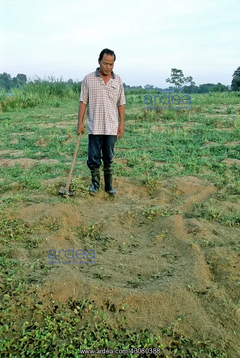 : Batagur Nest : Batagur Nest