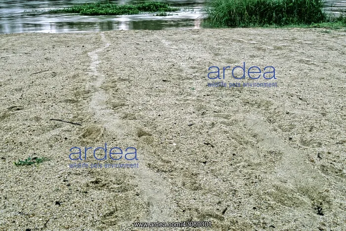 : Batagur Tracks : Batagur Tracks