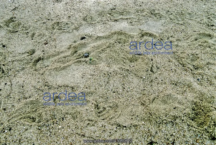 : Batagur Tracks : Batagur Tracks