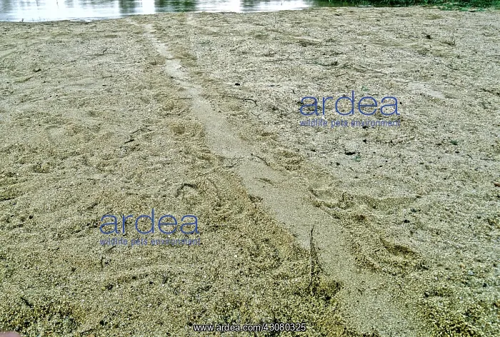 : Batagur Tracks : Batagur Tracks