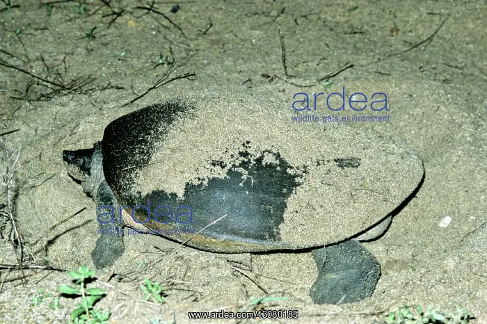 : Batagur Turtle : Batagur Turtle