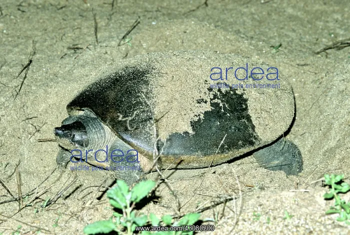 : Batagur Turtle : Batagur Turtle