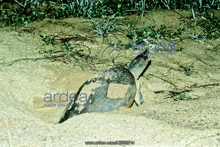 : Batagur Turtle : Batagur Turtle