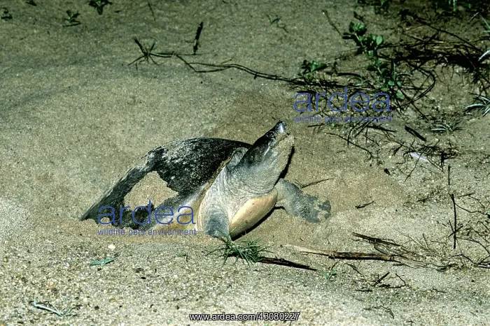 : Batagur Turtle : Batagur Turtle