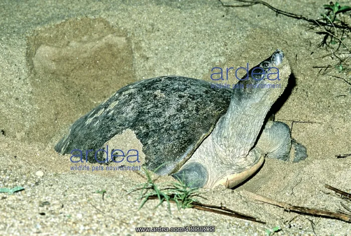 : Batagur Turtle : Batagur Turtle
