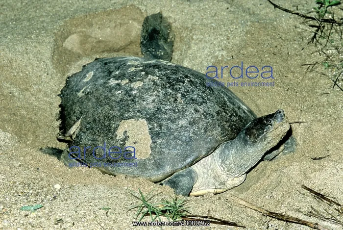 : Batagur Turtle : Batagur Turtle