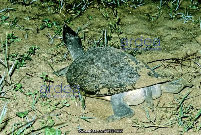 : Batagur Turtle : Batagur Turtle