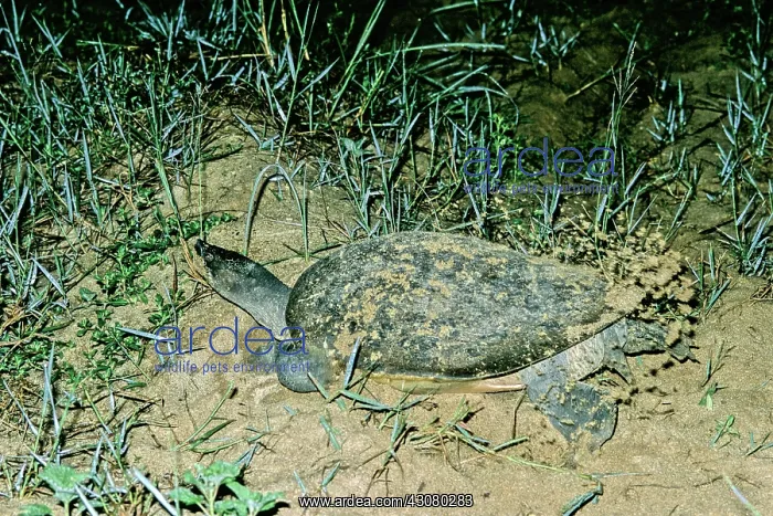 : Batagur Turtle : Batagur Turtle
