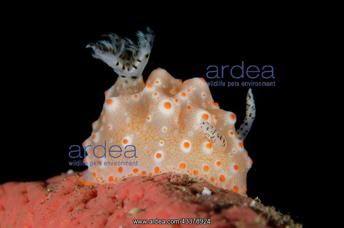  : Batangas Halgerda Nudibranch