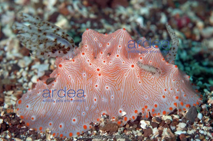  : Batangas Halgerda Nudibranch - Nudi Falls dive site