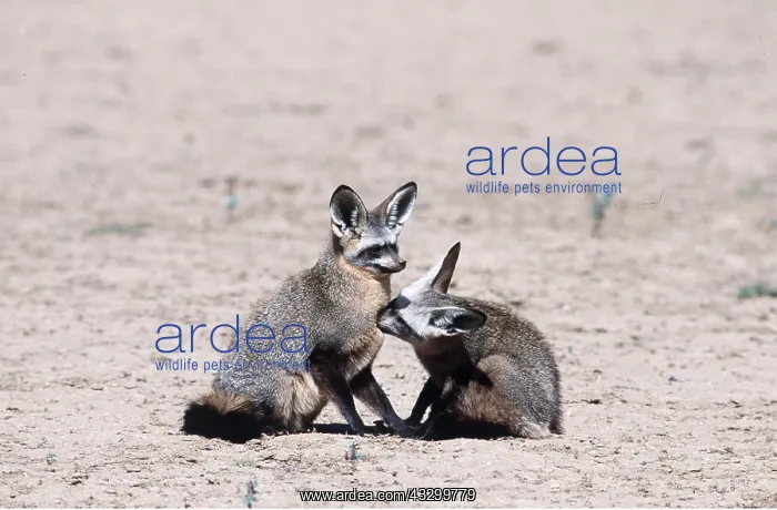 : BATEARED FOX - grooming mate : BATEARED FOX - grooming mate
