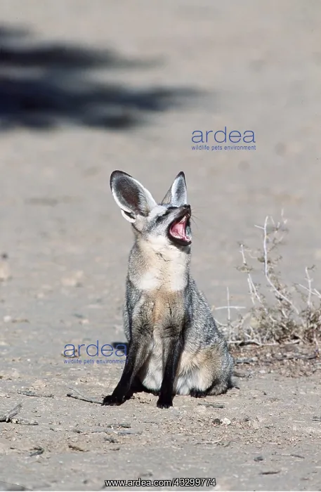 : BATEARED FOX - howling : BATEARED FOX - howling