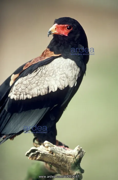 : Bateleur : Bateleur