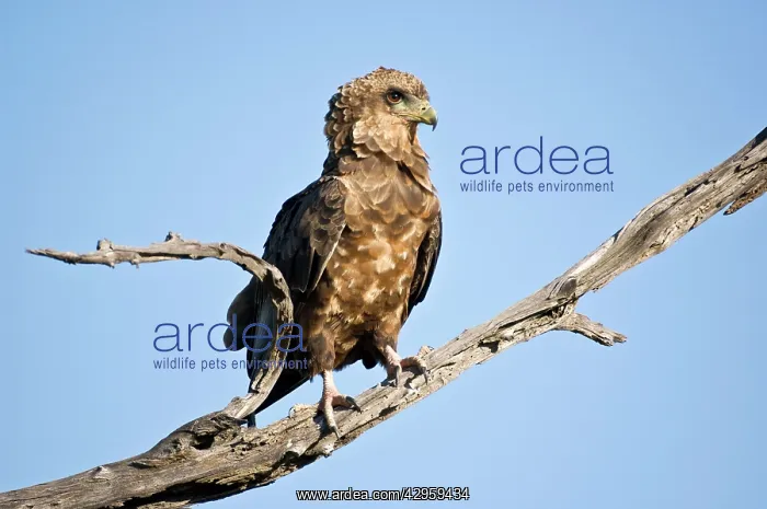 : Bateleur - Close up of immature bird on dead branch : Bateleur - Close up of immature bird on dead branch