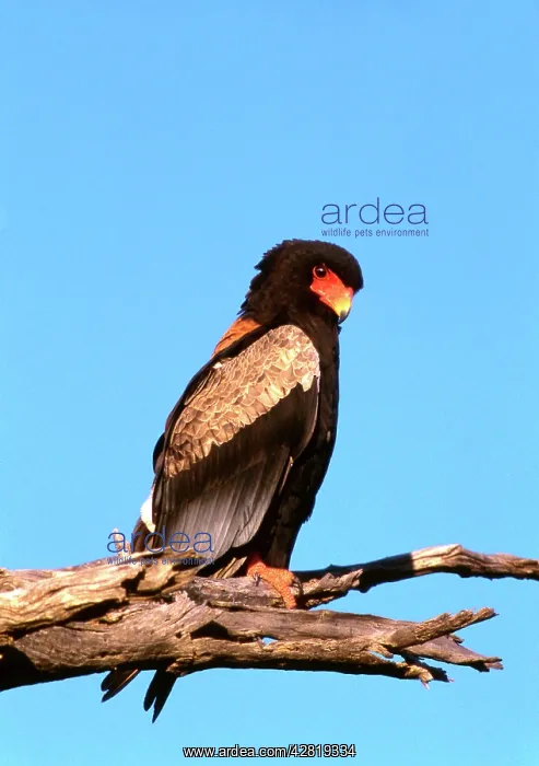 : The Bateleur Eagle : The Bateleur Eagle